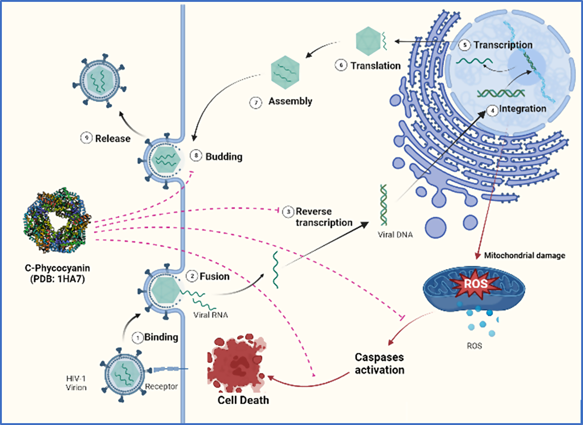 Phycocyanin Tablets: More than a Pigment Protein｜BINMEI